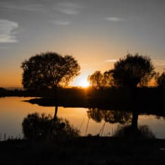Trees reflected in a calm lake at sunset