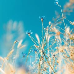Blue wildflowers in a sunlit meadow