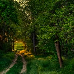 Sunlit path through a green woodland